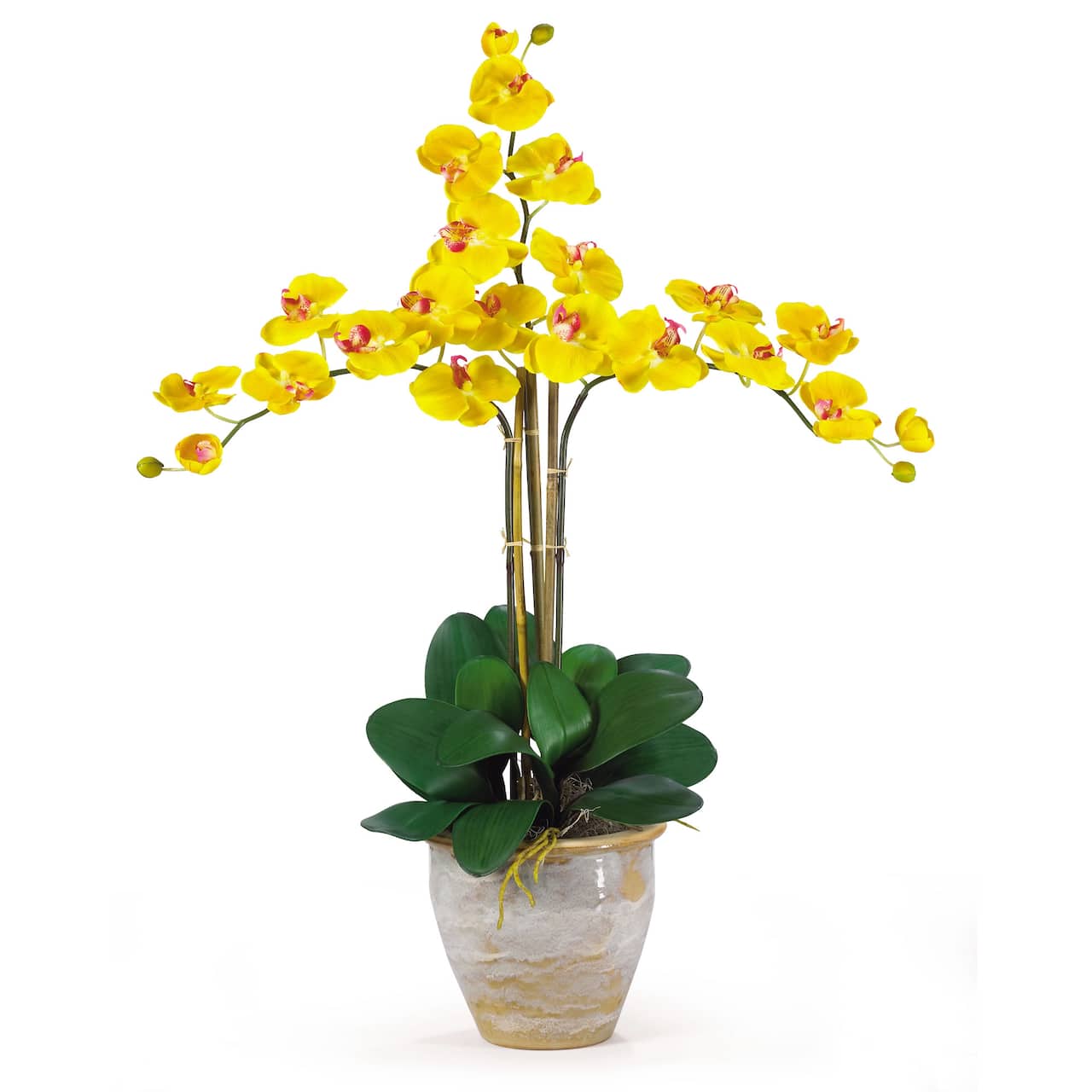 Triple Phalaenopsis Orchid Flower Arrangement In Ceramic Vase